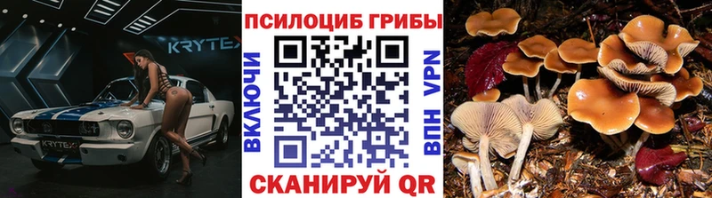закладка  Усмань  Псилоцибиновые грибы мицелий 